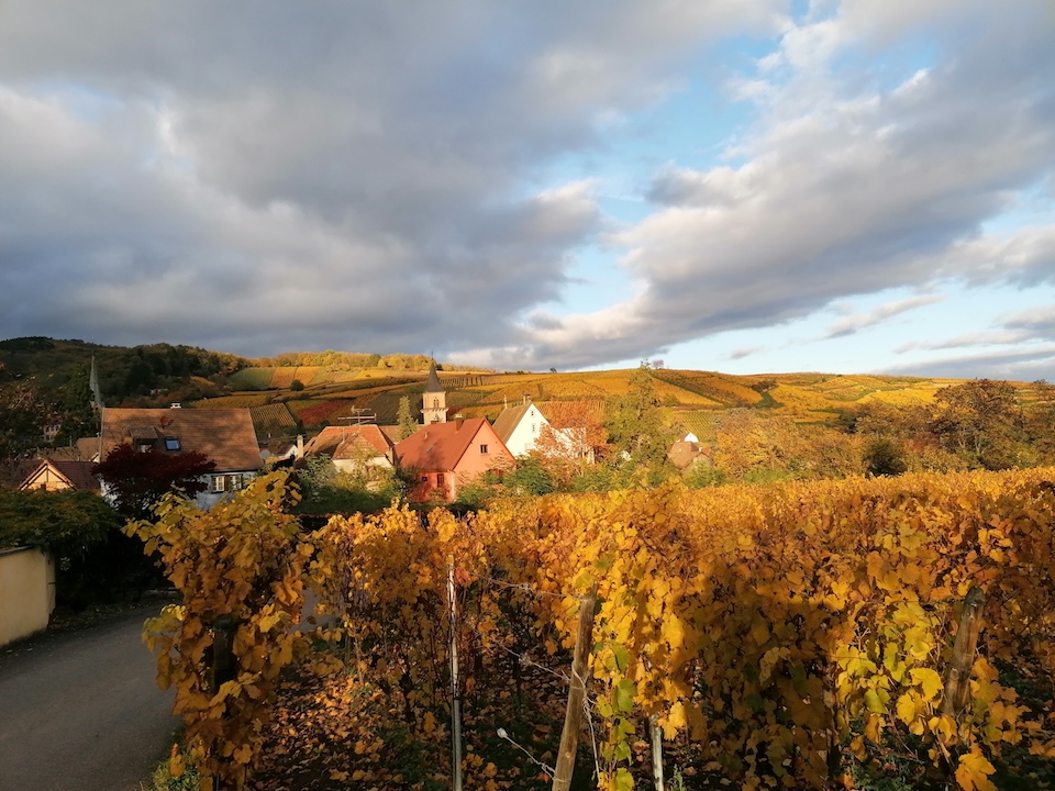 Le vignoble doré à l’automne