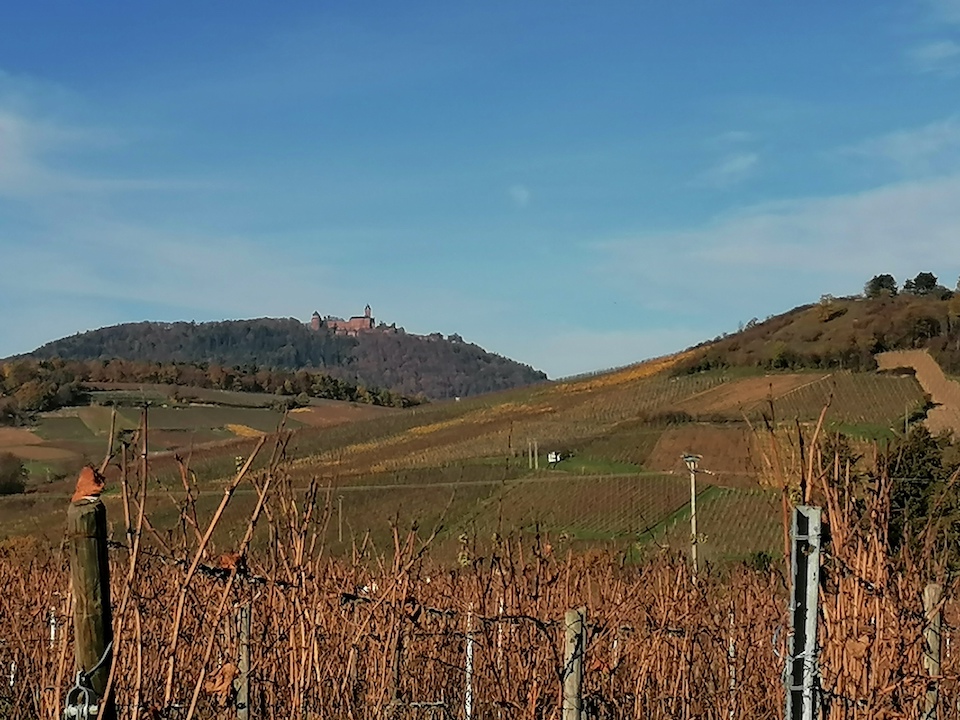 Le Haut-Koenigsbourg au-dessus des coteaux
