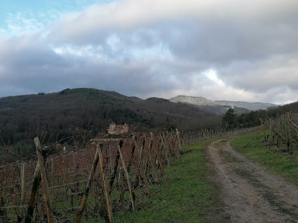 Le clocher de Bergheim sous la neige
