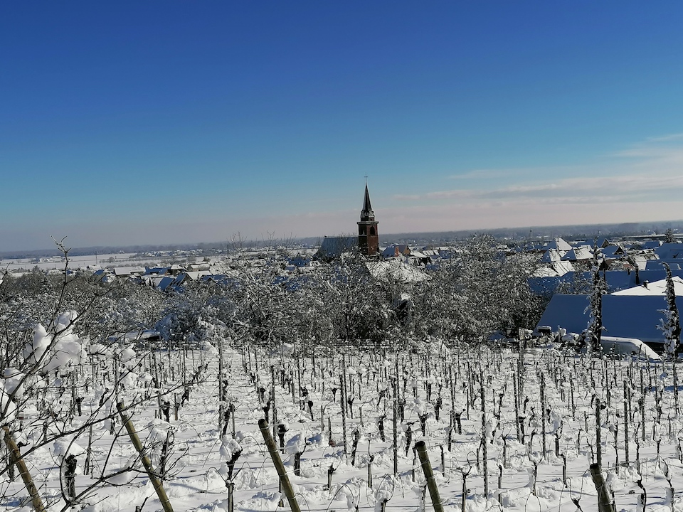 Les vignes givrées au petit matin