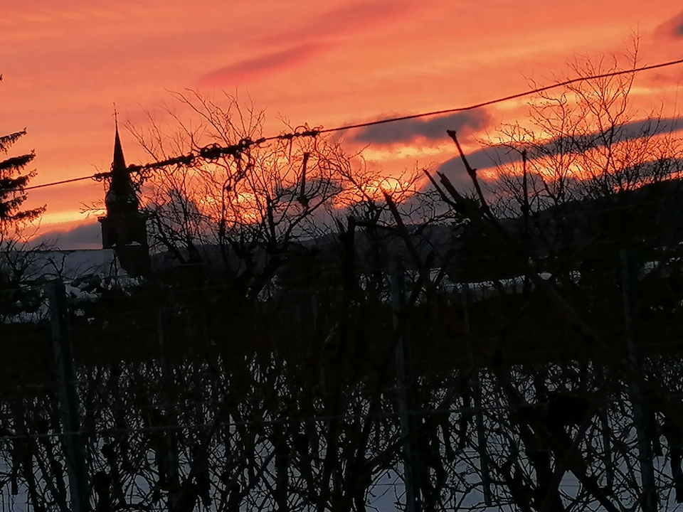Coucher de soleil derrière les ceps
